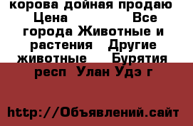 корова дойная продаю › Цена ­ 100 000 - Все города Животные и растения » Другие животные   . Бурятия респ.,Улан-Удэ г.